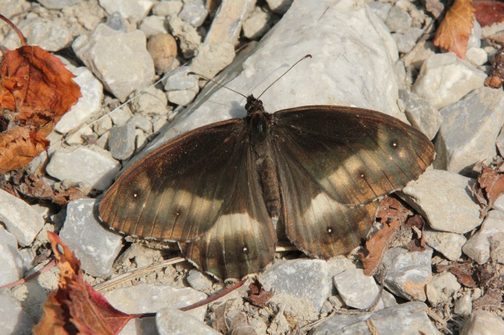 Alcune specie che non ho trovato in galleria